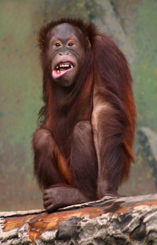 Create meme: little orangutan, orangutan, orangutan monkey