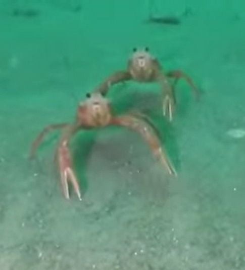 Create meme: funny crab, black sea crab, big crab