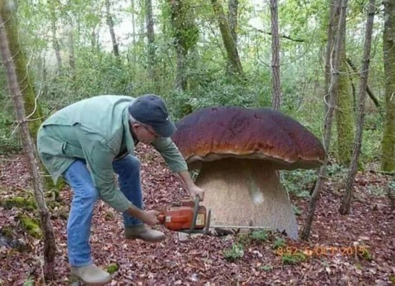 Create meme: giant mushrooms in Chernobyl, the biggest mushrooms, giant mushrooms