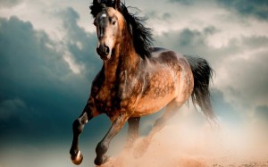 Create meme: how to draw horse, how many lives the horse life expectancy, horse Mustang