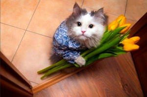 Create meme: cat with a bouquet of flowers, cat with flowers, cat with tulips