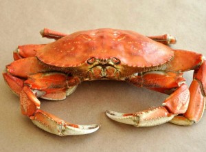 Создать мем: crab, черноморский краб, краб черноморский вареный