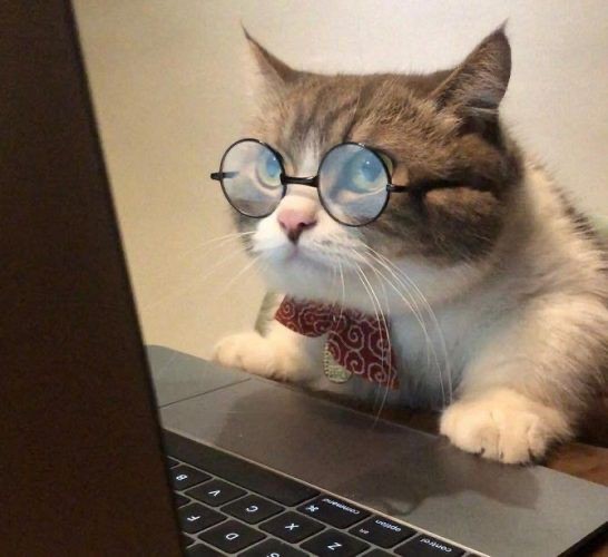 Create meme: the cat thinks, cats are funny, the cat at the computer