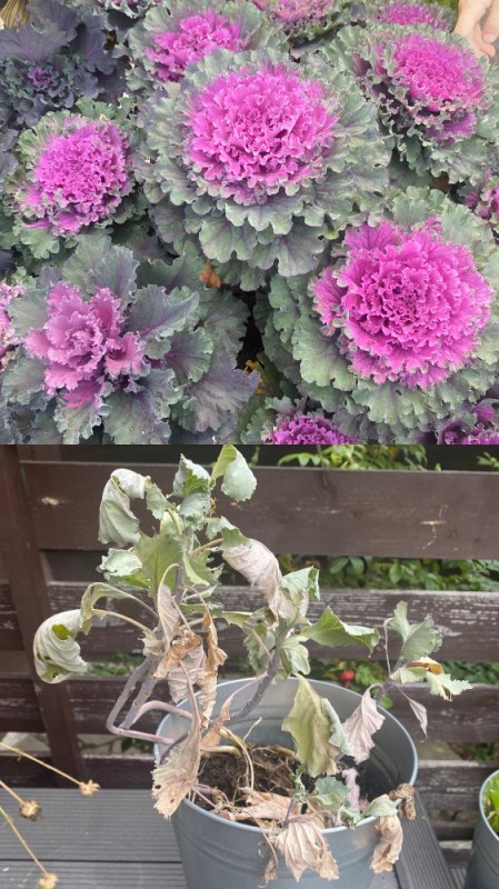 Create meme: flower cabbage decorative, decorative cabbage, decorative cabbage cultivation