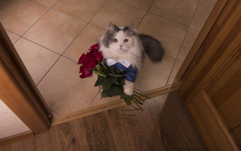 Создать мем: кот с букетом цветов, кот с букетом, котик с букетом цветов