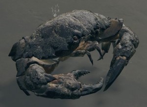 Создать мем: the crab, краб carcinus maenas, живой краб