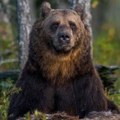 Create meme: ursus arctos, brown bear, grizzly bear