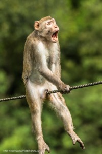Create meme: monkey, macaques
