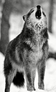 Create meme: the howling wolf, proud wolf, wolf dark