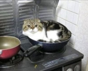 Создать мем: суп с котом, кот котлета, кот