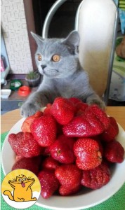 Create meme: fresh strawberries, strawberry