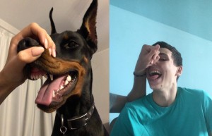 Create meme: Doberman Pinscher, Doberman, Doberman grins