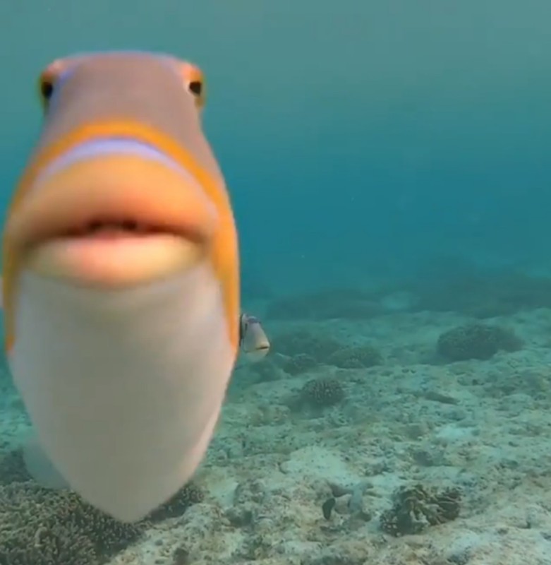 Create meme: fish with lips, fish with an open mouth, triggerfish
