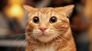 Create meme: the surprised cat , surprised ginger cat, the cat is cool
