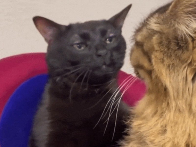 Создать мем: кот мем, кошка, staring cat