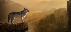 Create meme: wolf, lone wolf, animals wolf