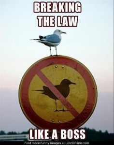 Create meme: breaking the law like a boss, the picture with the text, the Seagull on the sign against the seagulls