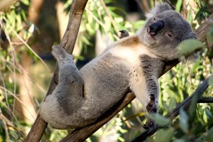 Создать мем: необычные животные австралии, я коала, животные австралии коала