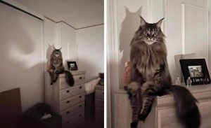 Create meme: cat, cat Maine Coon