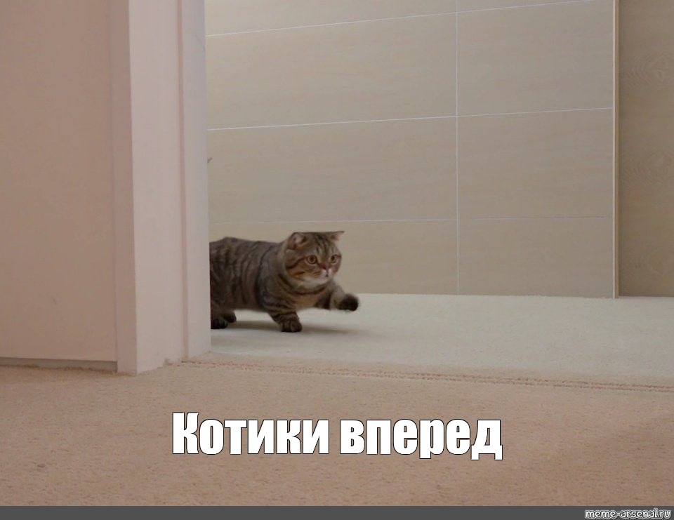 Котик здесь не просто