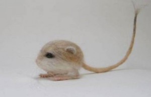 Create meme: jerboa