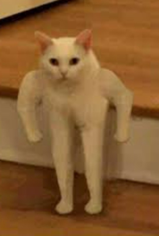 Создать мем: кот качок, мем с белым котом, кот с руками мем