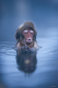 Создать мем: год водяной обезьяны, мартышка в воде, черная водяная обезьяна