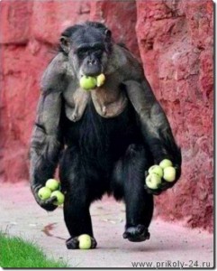Создать мем: maymun, обезьяна на работе фото, обезьяна работает