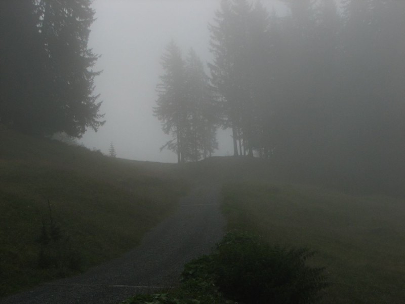 Create meme: forest , forest mountains , fog in the forest