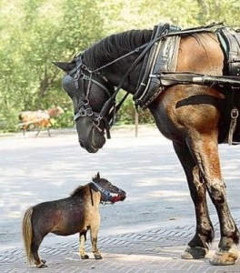 Создать мем: карликовая лошадь, самая маленькая лошадь фалабелла, самый маленький пони