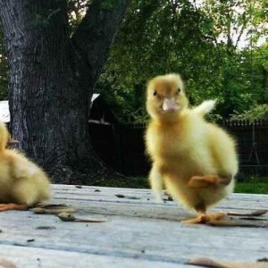 Create meme: goslings were, funny ducklings, ducklings, cute