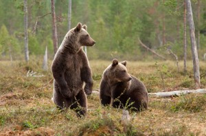 Создать мем: медведь медведица медвежонок, сибирский бурый медведь, большой бурый медведь