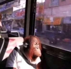 Создать мем: последний, фото обезьяны в автобусе, горин геннадий