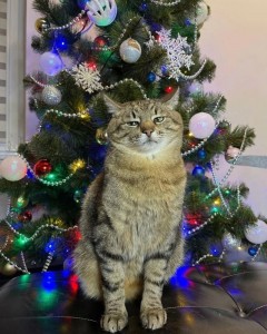Create meme: new year cat, cat and Christmas tree