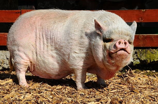 Create meme: pig , a large white breed of pig boar, pig breed Landrace