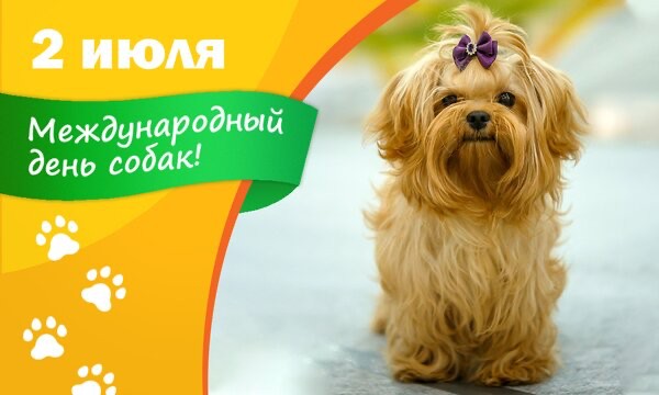 Создать мем: салонная собака, собака животное, собака йоркширский