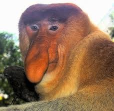 Create meme: baboon noser, monkey nosey , a monkey with a nose