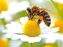 Create meme: , bdzhola, bee on Daisy, bees on flowers