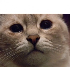 Создать мем: печальный кот, грустные коты, грустный котик