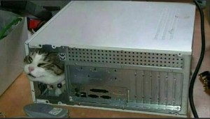 Создать мем: котик в системном блоке, кот сисадмин, кот в системнике
