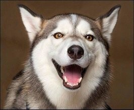 Create meme: smile, alaskan malamute, what breed of dog