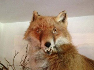 Create meme: fox, Taxidermist, Fox