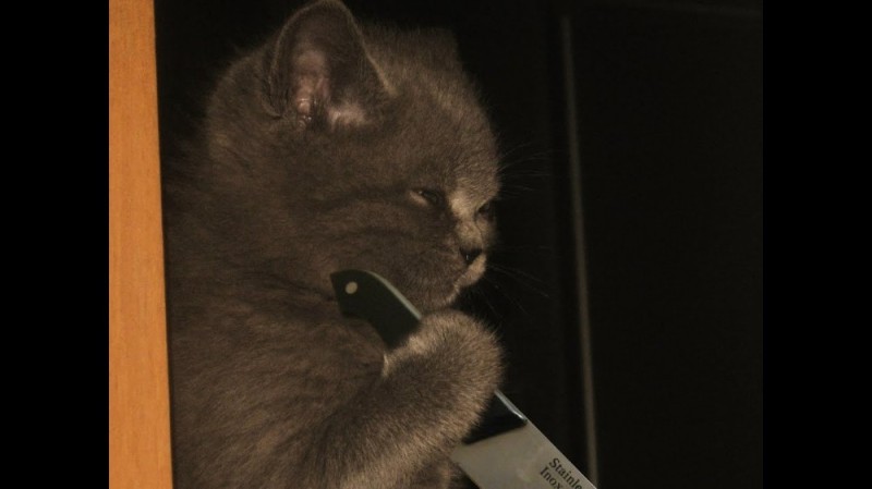 Create meme: angry cat , a cat with a knife, cat killer 