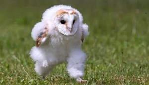 Create meme: owl barn owl chick, barn owl chicks, common barn owl