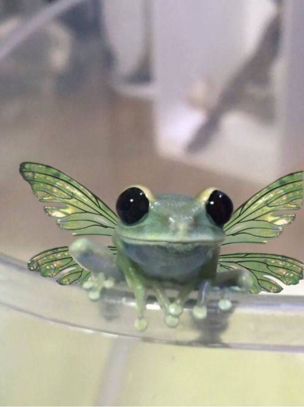 Create meme: the aesthetics of the frog indie kid, frog frog, cute frogs