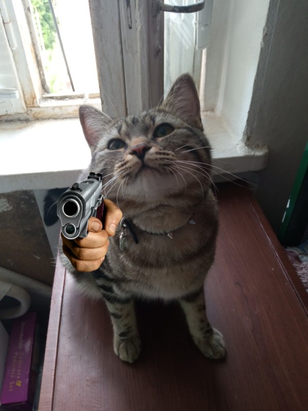 Create meme: cat shoots, cat , cat 