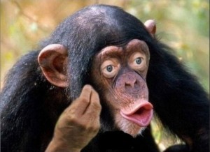 Create meme: macaque monkey, chimp meme, monkey with lips