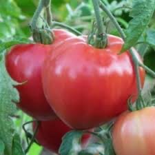 Create meme: varieties of tomatoes, tomato , tomato liana