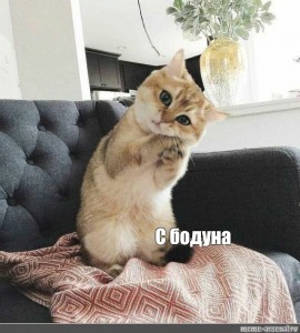 Создать мем &amp;quot;котики британские, красивые кошки, смешные коты&amp;quot; - Картинки -  Meme-arsenal.com