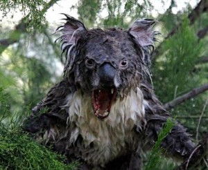 Создать мем: мокрая коала оригинал, мокрая коала с мачете, wet koala